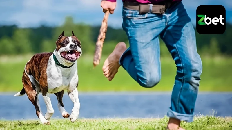 Người chơi nên kết hợp giờ mơ thấy chó nhằm tăng khả năng trúng lô đề